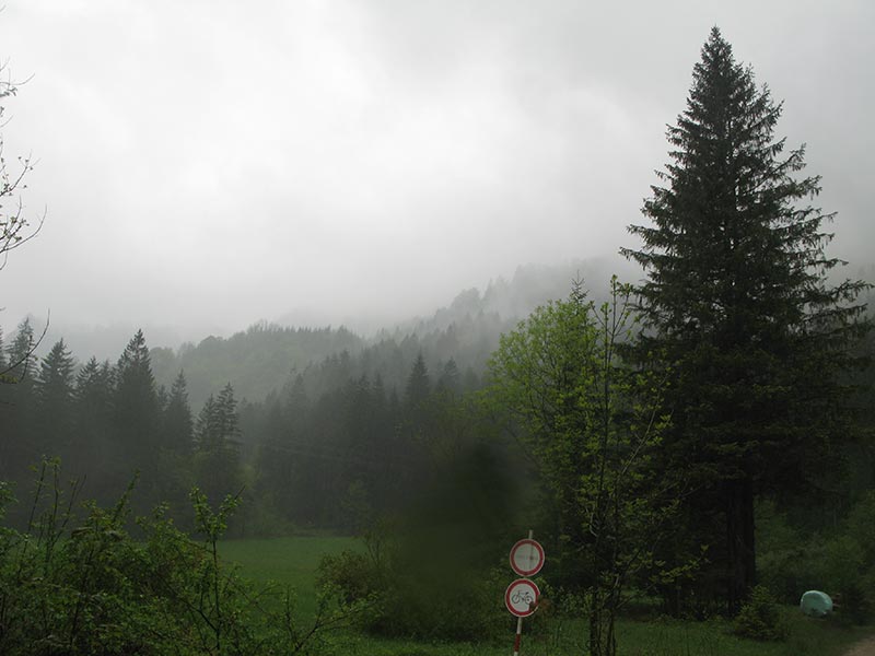 Regenwald